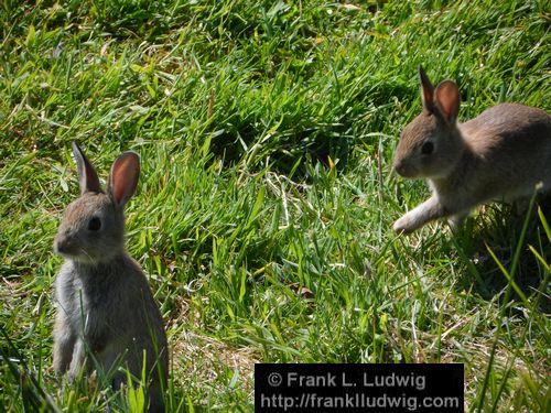 Rabbits in Carrowmore